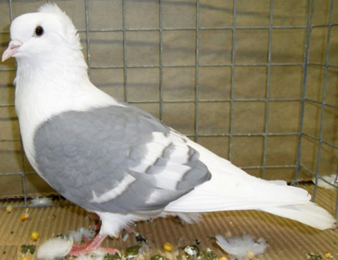 South German Shield Pigeon Characteristics & Uses